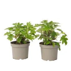 PLANT IN A BOX - Hortensia - set de 2 - hydrangea 'toy soldier' - hauteur 25-40cm - ⌀19cm