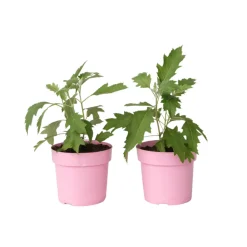 PLANT IN A BOX - Hortensia - set de 2 - hydrangea 'ice crystal' - hauteur 25-40cm - ⌀19cm