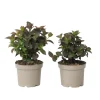 PLANT IN A BOX - Hortensia - set de 2 - hydrangea 'dare devil' - hauteur 25-40cm - ⌀19cm
