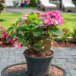 PLANT IN A BOX - Hortensia - set de 2 - hydrangea 'dare devil' - hauteur 25-40cm - ⌀19cm