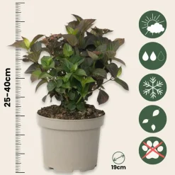 PLANT IN A BOX - Hortensia - set de 2 - hydrangea 'dare devil' - hauteur 25-40cm - ⌀19cm