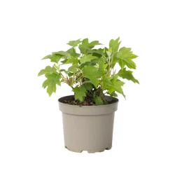 PLANT IN A BOX - Hortensia - hydrangea paniculata 'toy soldier' - hauteur 25-40cm - ⌀19cm