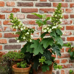 PLANT IN A BOX - Hortensia - hydrangea paniculata 'toy soldier' - hauteur 25-40cm - ⌀19cm