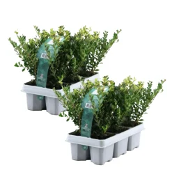 PLANT IN A BOX - Houx crenelé - set de 12 - ilex crenata 'jenny' - hauteur 10-20cm - ⌀9cm