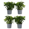PLANT IN A BOX - Jasmin du cap - set de 4 - gardenia jasminoides - hauteur 20-30cm - ⌀13cm