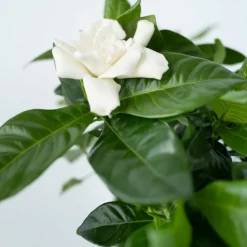 PLANT IN A BOX - Jasmin du cap - set de 2 - gardenia jasminoides - hauteur 20-30cm - ⌀13cm
