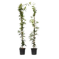 PLANT IN A BOX - Jasmin étoilé - set de 2 - trachelospermum jasminoides - h110-120cm - ⌀17cm