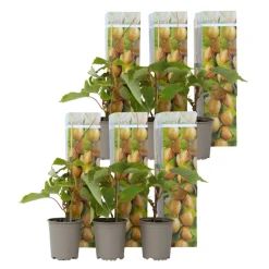PLANT IN A BOX - Kiwi - set de 6 - actinidia deliciosa 'jenny' - hauteur 20-40cm - ⌀9cm