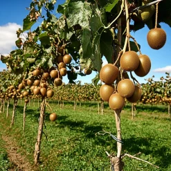 PLANT IN A BOX - Kiwi - set de 6 - actinidia deliciosa 'jenny' - hauteur 20-40cm - ⌀9cm