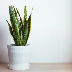 PLANT IN A BOX - Langue de belle-mère - sansevieria trifasciata laurentii - h60-70cm - ⌀17cm