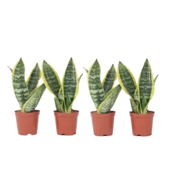 PLANT IN A BOX - Langue de belle-mère - set de 4 - sansevieria 'superba' - h35-40cm - ⌀12cm