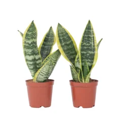 PLANT IN A BOX - Langue de belle-mère - set de 2 - sansevieria futura superba - h35-40cm - ⌀12cm