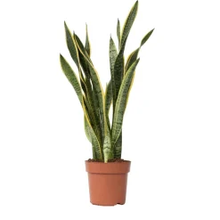 PLANT IN A BOX - Langue de belle-mère - sansevieria trifasciata laurentii - h65-75cm - ⌀21cm