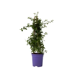 PLANT IN A BOX - Lilas de californie - ceanothus thyrsiflorus repens - hauteur 60-70cm - ⌀17cm