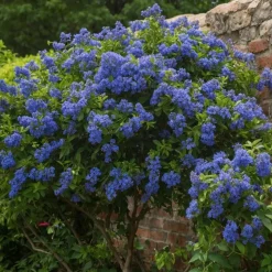 PLANT IN A BOX - Lilas de californie - ceanothus thyrsiflorus repens - hauteur 60-70cm - ⌀17cm