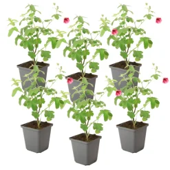 PLANT IN A BOX - Mauve du cap - set de 6 - anisodontea capensis 'el rayo' - h25-40cm - ⌀9cm