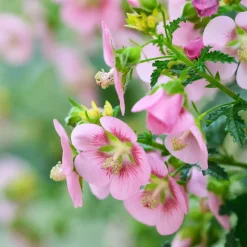 PLANT IN A BOX - Mauve du cap - set de 6 - anisodontea capensis 'el rayo' - h25-40cm - ⌀9cm