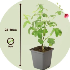 PLANT IN A BOX - Mauve du cap - set de 6 - anisodontea capensis 'el rayo' - h25-40cm - ⌀9cm
