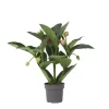 PLANT IN A BOX - Medinille magnifique - medinilla magnifica - hauteur 55-60cm - ⌀17cm