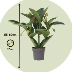 PLANT IN A BOX - Medinille magnifique - medinilla magnifica - hauteur 55-60cm - ⌀17cm