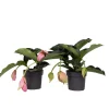 PLANT IN A BOX - Medinille magnifique - set de 2 - medinilla magnifica - hauteur 40-50cm - ⌀17cm