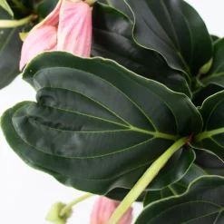 PLANT IN A BOX - Medinille magnifique - set de 2 - medinilla magnifica - hauteur 40-50cm - ⌀17cm
