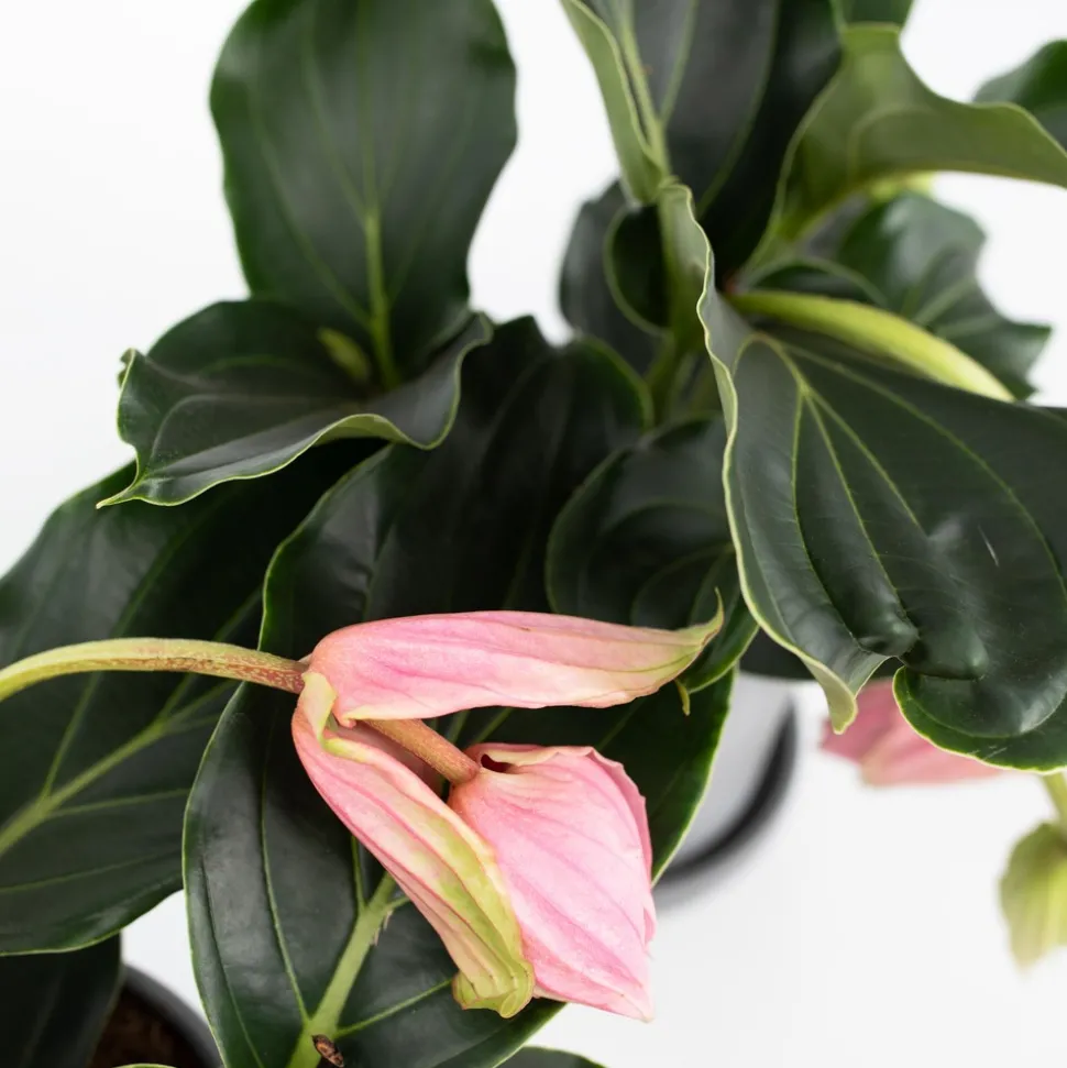 PLANT IN A BOX - Medinille magnifique - set de 2 - medinilla magnifica - hauteur 40-50cm - ⌀17cm