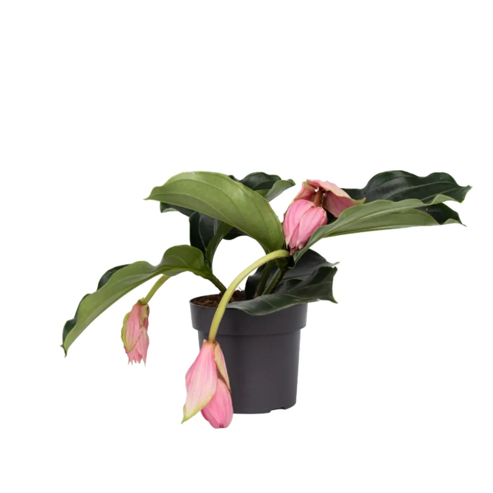 PLANT IN A BOX - Medinille magnifique - medinilla magnifica - hauteur 40-50cm - ⌀17cm