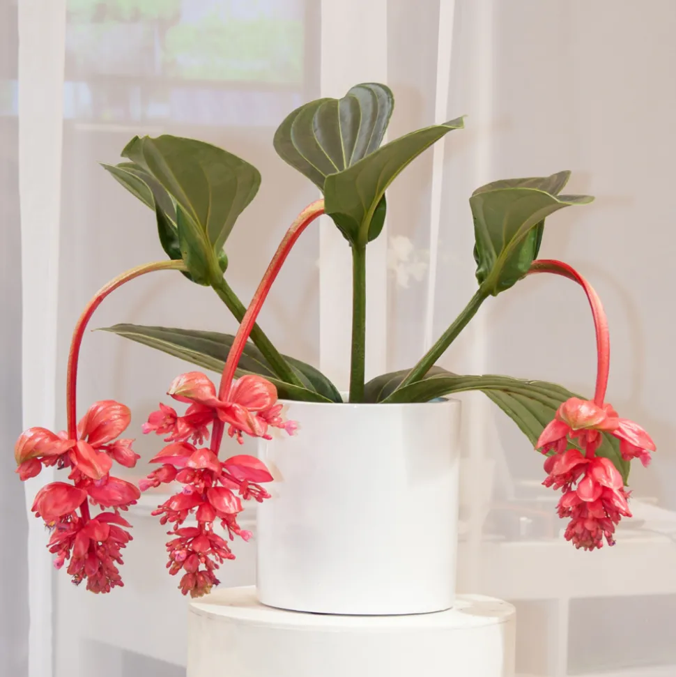 PLANT IN A BOX - Medinille magnifique - medinilla magnifica - hauteur 40-50cm - ⌀17cm
