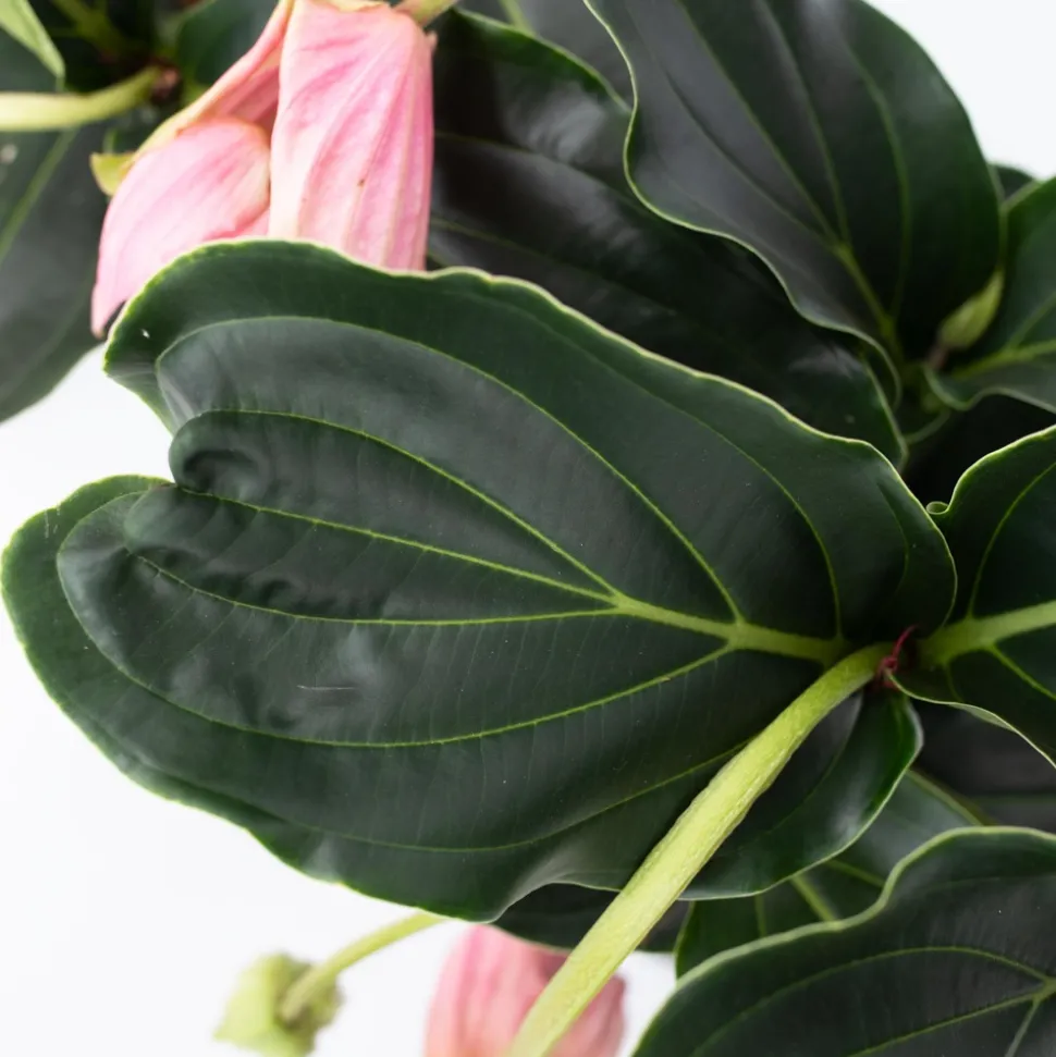 PLANT IN A BOX - Medinille magnifique - medinilla magnifica - hauteur 40-50cm - ⌀17cm