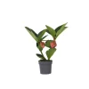 PLANT IN A BOX - Medinille magnifique - medinilla magnifica - hauteur 40-50cm - ⌀14cm