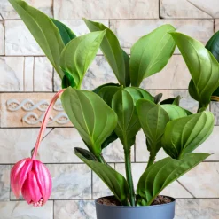 PLANT IN A BOX - Medinille magnifique - medinilla magnifica - hauteur 40-50cm - ⌀14cm