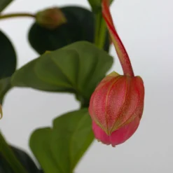 PLANT IN A BOX - Medinille magnifique - medinilla magnifica - hauteur 40-50cm - ⌀14cm