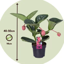 PLANT IN A BOX - Medinille magnifique - medinilla magnifica - hauteur 40-50cm - ⌀14cm