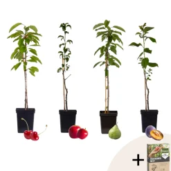 PLANT IN A BOX - Mélange d'arbres fruitiers - set de 4 - malus, pryus, prunus - h60-70cm - ⌀9cm