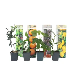 PLANT IN A BOX - Mélange d'arbres fruitiers - set de 8 - hauteur 25-40cm - ⌀9cm