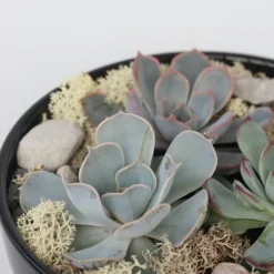 PLANT IN A BOX - Mélange de jardin noir - echeveria lilacina - hauteur 8cm