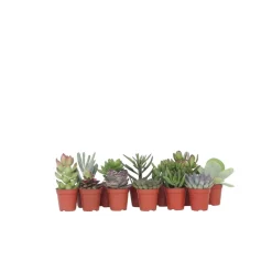 PLANT IN A BOX - Mélange de petites succulentes - set de 12 - succulent mix - h5-10cm - ⌀5,5cm