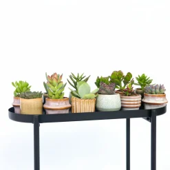 PLANT IN A BOX - Mélange de petites succulentes - set de 12 - succulent mix - h5-10cm - ⌀5,5cm