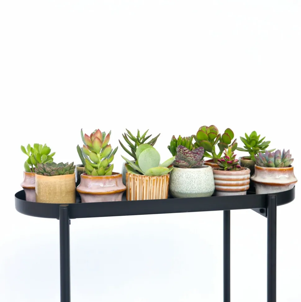 PLANT IN A BOX - Mélange de petites succulentes - set de 12 - succulent mix - h5-10cm - ⌀5,5cm