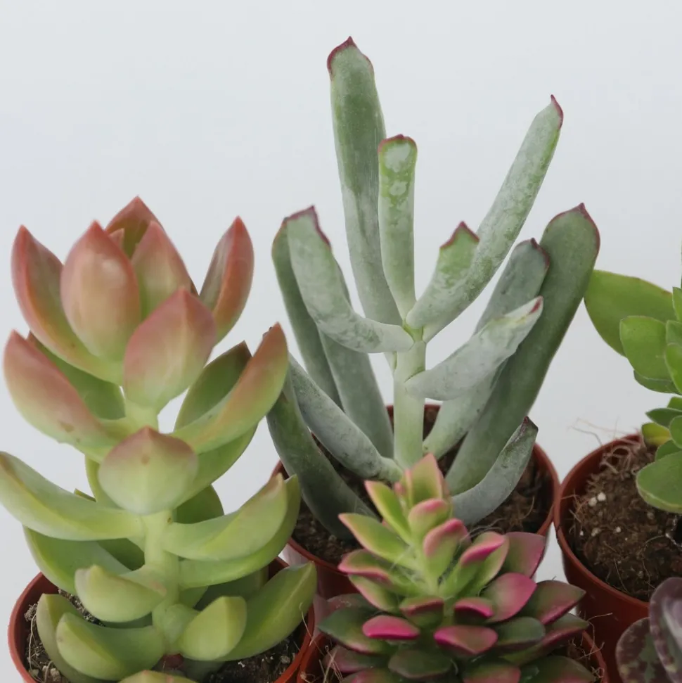 PLANT IN A BOX - Mélange de petites succulentes - set de 12 - succulent mix - h5-10cm - ⌀5,5cm