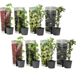 PLANT IN A BOX - Mélange de baies - set de 8 - rubus, rubrum, uva, fructosus - h25-40cm - ⌀9cm