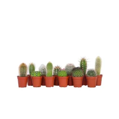 PLANT IN A BOX - Mélange de mini cactus - set de 12 - cactus - hauteur 5-10cm - ⌀5,5cm