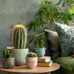 PLANT IN A BOX - Mélange de mini cactus - set de 12 - cactus - hauteur 5-10cm - ⌀5,5cm