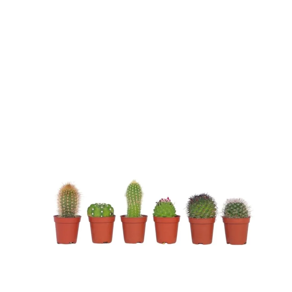 PLANT IN A BOX - Mélange de mini cactus - set de 6 - cactus - hauteur 5-10cm - ⌀5,5cm