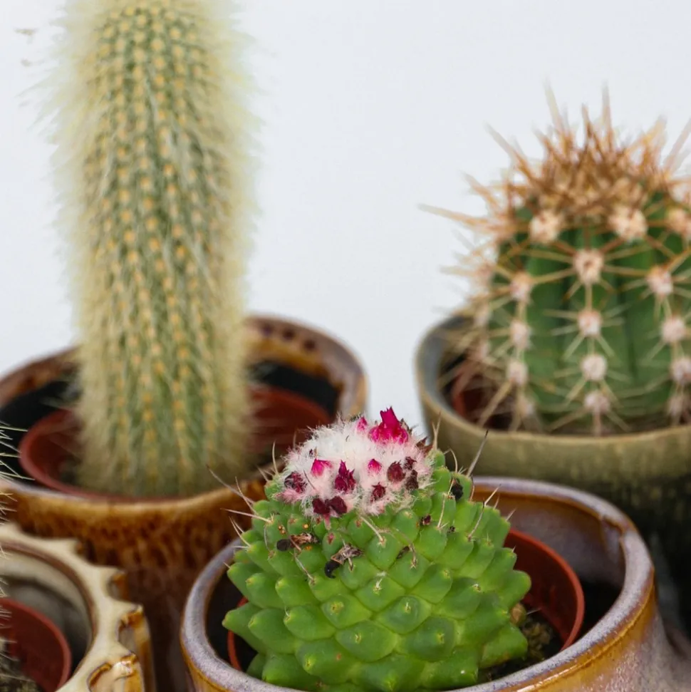 PLANT IN A BOX - Mélange de mini cactus - set de 6 - cactus - hauteur 5-10cm - ⌀5,5cm