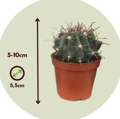 PLANT IN A BOX - Mélange de mini cactus - set de 6 - cactus - hauteur 5-10cm - ⌀5,5cm