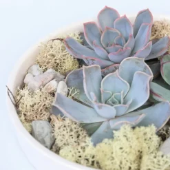 PLANT IN A BOX - Mélange de jardin blanc - echeveria lilacina - hauteur 8cm