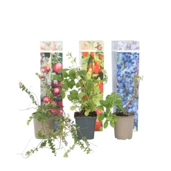 PLANT IN A BOX - Mélange de plantes fruitières - set de 6 - actinidia vaccinium - h25-40cm - ⌀9cm