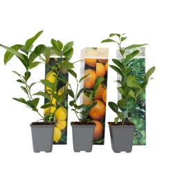 PLANT IN A BOX - Mélange de citrons - set de 3 - citrus limon - hauteur 25-40cm - ⌀9cm